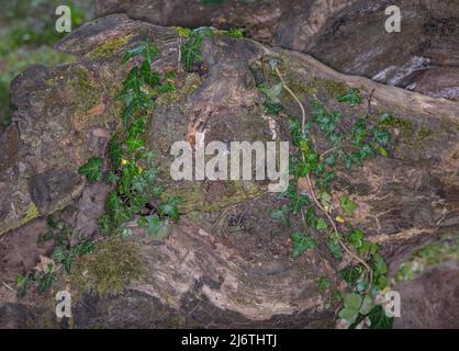 Ivy croissant sur un tronc couvert de mousse. Banque D'Images