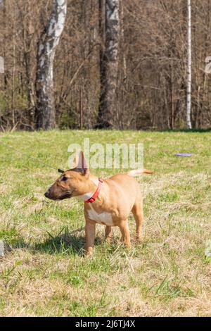 Bull Terrier chien de race miniature dans le parc à pied. Banque D'Images