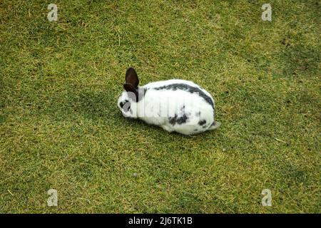 Le joli lapin est assis sur l'herbe lors d'une chaude journée d'automne Banque D'Images