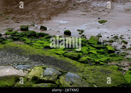 Les algues couvraient des roches à marée basse dans un estuaire de rivière Banque D'Images