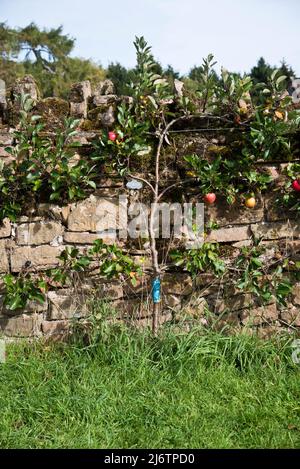 Pomme espalier poussant le long d'un mur de jardin Banque D'Images