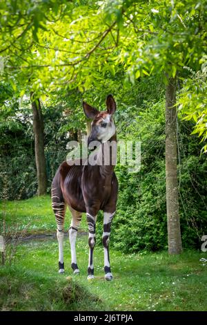 une girafe de forêt okapie debout dans la forêt mangeant des feuilles d'arbre bgreen Banque D'Images