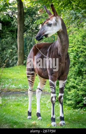 une girafe de forêt okapie debout dans la forêt mangeant des feuilles d'arbre bgreen Banque D'Images