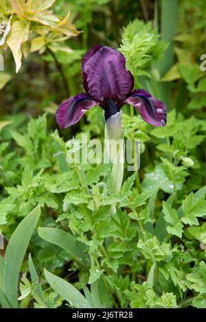 Iris pumila 'jardin de cerisier' est un iris nain barbu Banque D'Images