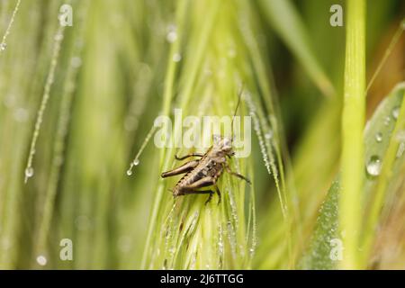 Sauterelle, le cricket est assis sur l'herbe avec des gouttes de pluie Banque D'Images