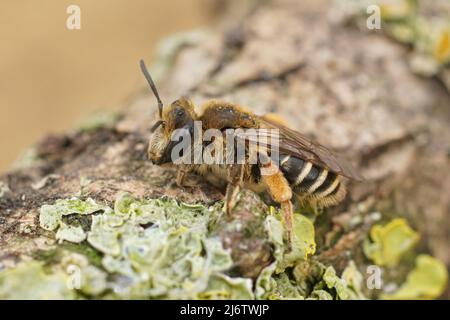 Gros plan sur une femelle de l'abeille minière solitaire assez rare Andrena albofasciata assise sur un morceau de bois dans le champ Banque D'Images
