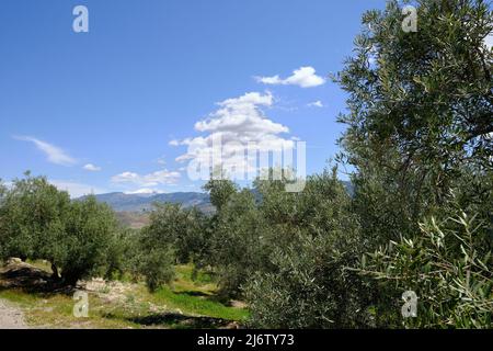 Plantation d'olives en Andalousie, Jaén, Espagne. La Sierra Nevada enneigée à Grenade est vue en arrière-plan. Banque D'Images