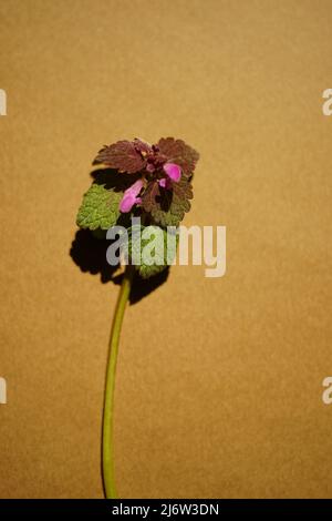 Lamium purpueum, connu sous le nom de dorade rouge, de dorade pourpre, d'archange pourpre ou d'est sur une table brune. Banque D'Images