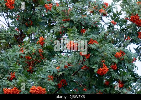 Les baies de rowan rouges mûres se développent en gros groupes sur les branches d'un arbre de rowan. Banque D'Images