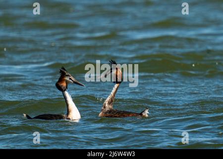 deux grebes à crête en cour dans l'eau au printemps Banque D'Images