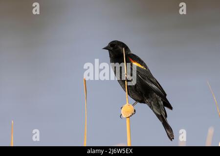 blackbird à ailes rouges au lac Manitou, Colorado, au printemps Banque D'Images