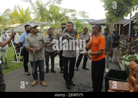 3 mai 2022, Madiun, Java-est, Indonésie: Le chef de police de Madiun adjoint au premier commissaire de police Anton Prasetyo pendant une interaction avec un python (Pythonidae) tout en vérifiant les chemins et un certain nombre d'attractions touristiques dans la Régence de Madiun. Après Eid ou la célébration d'Eid Al-Fitr 1 Syawal 1443 Hijriyah / an 2022, les indications sont qu'il ya une augmentation des visiteurs en provenance de diverses régions. (Credit image: © Ajun Ally/Pacific Press via ZUMA Press Wire) Banque D'Images