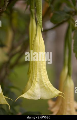 Grandes fleurs lourdes de Brugmansia, Angel trompette, fond macro floral naturel Banque D'Images