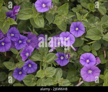 Convolvulus sabatius, bidogue de roche bleue, fond floral macro naturel Banque D'Images