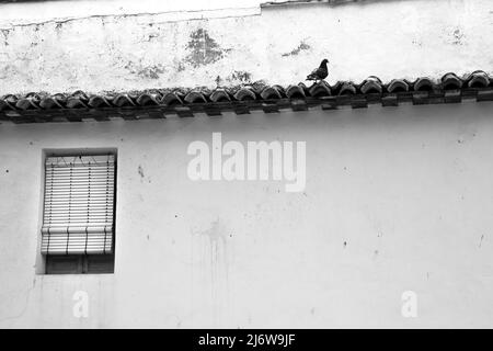 Pigeon solitaire sur un rebord de toit à côté de la fenêtre Banque D'Images