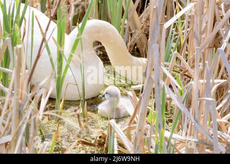 Un cygne et un bébé cygnet entre les roseaux dans un étang Banque D'Images