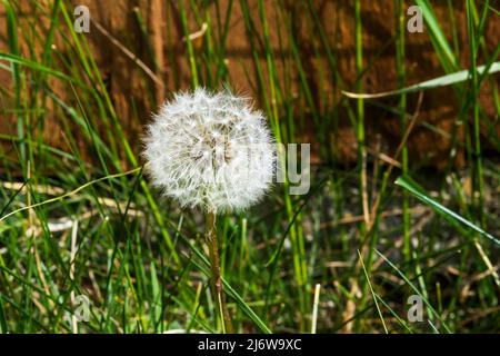 Tête de semence de pissenlit, Taraxacum officinale. Banque D'Images