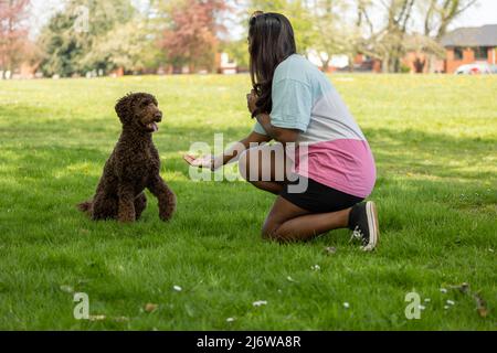 Une femme asiatique joue avec un chien chiot dans un parc de la ville. Jeune femme enseignant et chien d'entraînement à la poignée de main salutation Banque D'Images