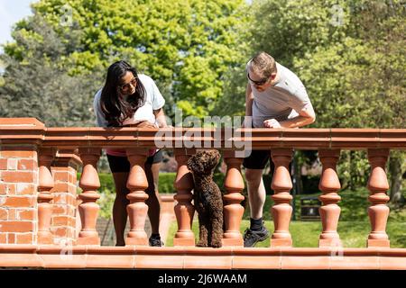 Femme asiatique et son petit ami blanc appréciant le soleil de printemps avec leur pedigree chocolat coolé chiot coloré Banque D'Images