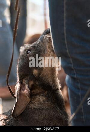 portrait en couleur à poil dur de chien, avec un regard raisonnable attentif sur son propriétaire, foyer sélectif Banque D'Images