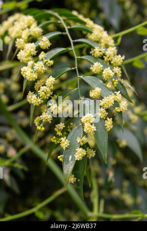 Semele Androgyna (Bucher's Broom grimpant). Plante d'escalade à feuilles vert foncé et petites fleurs jaunes. Banque D'Images