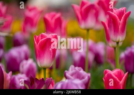 Tulips-Tulipa rose et violet, Royaume-Uni Banque D'Images