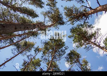 Pins dans la forêt photographiés de bas en haut sur un fond de ciel bleu Banque D'Images