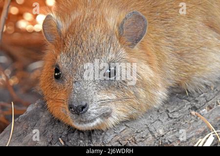 Rock portrait Hyrax Banque D'Images