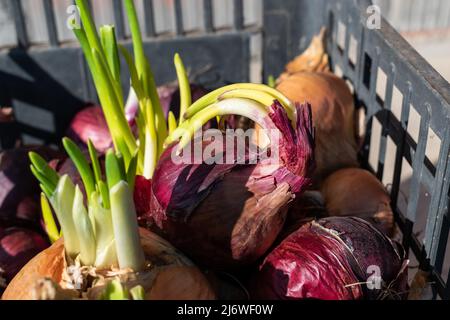 Cracher les oignons dans un panier en plastique, un bouquet d'oignons avec du tartre sec et des feuilles vertes Banque D'Images