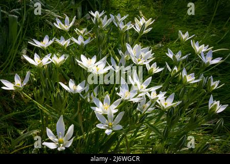 Fleurs blanches d'ornithogalum, étoile de Bethléem, dans le jardin Banque D'Images