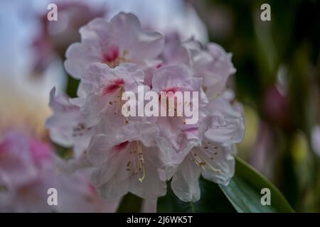 Luxuriant, coloré blanc rose pâle Rhododendron chionoides fleurs gros plan Banque D'Images