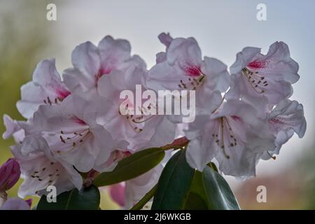 Luxuriant, coloré blanc rose pâle Rhododendron chionoides fleurs gros plan Banque D'Images