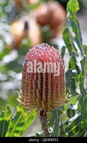 Tête de fleur rose orange et feuilles dentelées gris vert de la banksia indigène australienne de Bois de chauffage, Banksia menziesii, famille des Proteaceae. Endémique à WA Banque D'Images