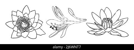 Fleur de Lily dessin botanique minimal. Ensemble vectoriel d'éléments floraux pour le design. Elément de réglage de la Doodle. Illustration graphique vectoriel. Illustration de Vecteur