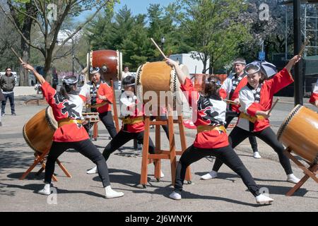 Les membres du groupe de tambours japonais américains Soh Daiko se sont produits à la fête de Sakura Matsuri où se sont produits des cerisiers en fleurs sur le parc Corona de Flushing Meadows, NY Banque D'Images