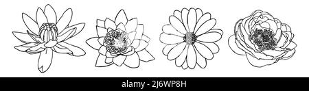 Dessin botanique minimal de fleurs lys camomille pivoine. Illustration florale à vecteur de contour. Collection moderne de doodle. Illustration de Vecteur