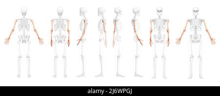 Ensemble de bras de squelette vue latérale arrière avant humaine avec position des os partiellement transparente. Mains, avant-bras réaliste plat naturel couleur concept illustration vectorielle de l'anatomie isolée sur fond blanc Illustration de Vecteur