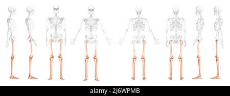 Ensemble de cuisses et de jambes squelette membre inférieur vue latérale arrière avant humaine avec position des os partiellement transparente. Réaliste plat couleur naturelle Illustration vectorielle de l'anatomie isolée sur fond blanc Illustration de Vecteur
