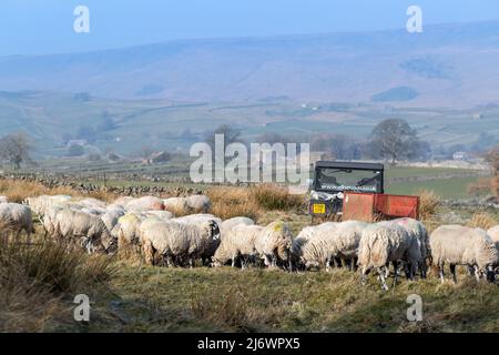 Nourrir les brebis sur les pâturages des hautes terres avant l'agissement au printemps. Wensleydale, Yorkshire, Royaume-Uni. Banque D'Images