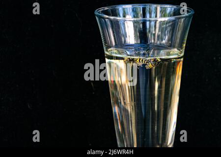 Wasp naque dans un verre de champagne sur fond noir. Gros plan Banque D'Images