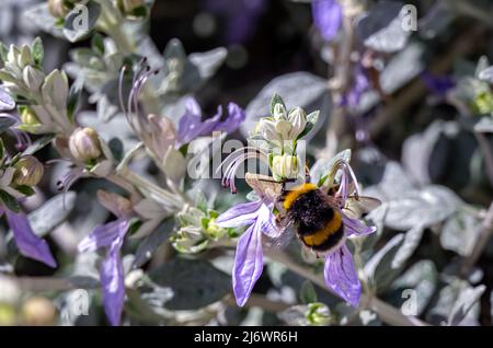 Bumblebee à queue blanche sur la fleur bleue d'un Germander de Shrubby ou de Teucrium fruticans L. Banque D'Images