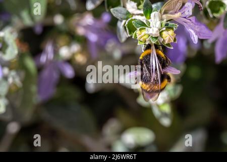 Bumblebee à queue blanche ou Bombus lucorum sur la fleur bleue d'une Germanienne de Shrubby ou de Teucrium fruticans L. Banque D'Images