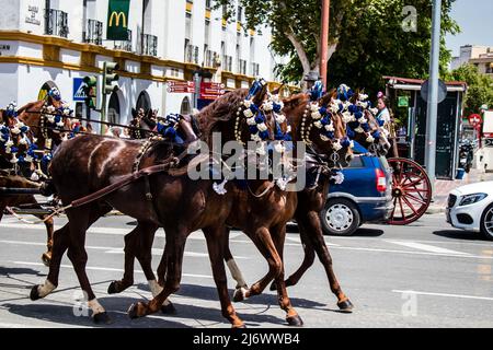 Séville, Espagne - 01 mai 2022 un pilote de voiture et de cheval se rend à Feria de Sevilla, le festival le plus célèbre d'Espagne, cette fête est de retour après deux Banque D'Images