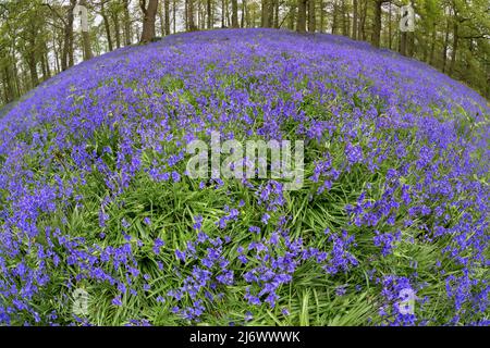 Bluebells, jacinthoides non-scripta, Un printemps Bluebell Wood, Norfolk, avril Banque D'Images