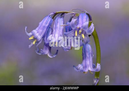 Bluebell Banque D'Images