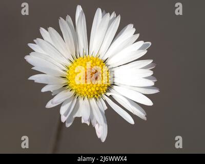 Pâquerette commune, Bellis perennis, fleur Norfolk, avril Banque D'Images