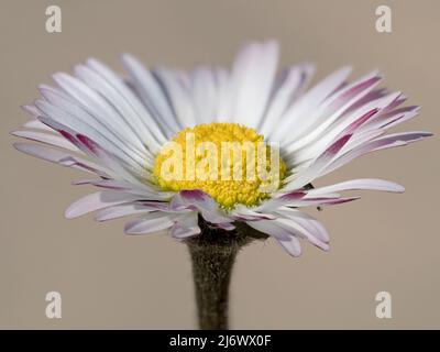 Pâquerette commune, Bellis perennis, fleur Norfolk, avril Banque D'Images