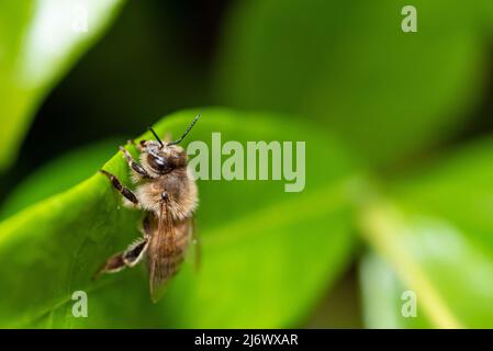 Abeille sur une feuille verte d'une star chinoise jasmin Banque D'Images