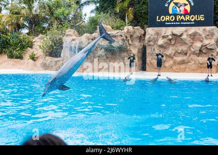 PUERTO DE LA CRUZ, TENERIFE - 7 janvier 2020 : spectacle de dauphins dans le Loro Parque, qui est maintenant la deuxième plus grande attraction de Ténérife avec celle de l'europe Banque D'Images