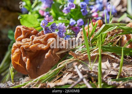 Un champignon de printemps, Gyromitra gigas, et pulmonaria lumineux fleurs dans une forêt défrichement. Banque D'Images